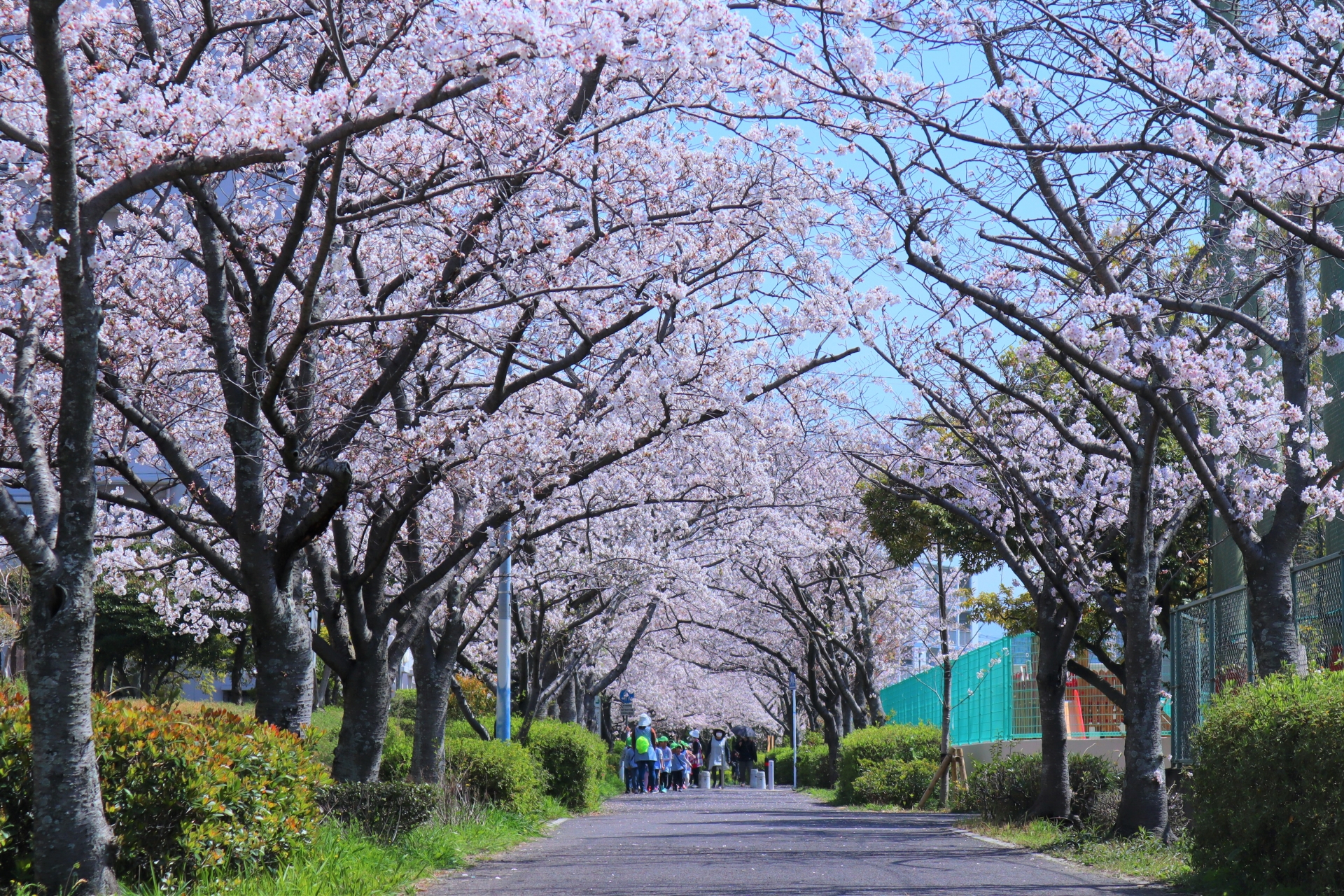 あいのりクロのブログ炎上 子供が入学したのは幼稚園か保育園か お得info